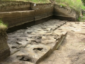 Fossile Fußabdrücke aus der Fundstelle Schöningen 13 II-2 Untere Berme